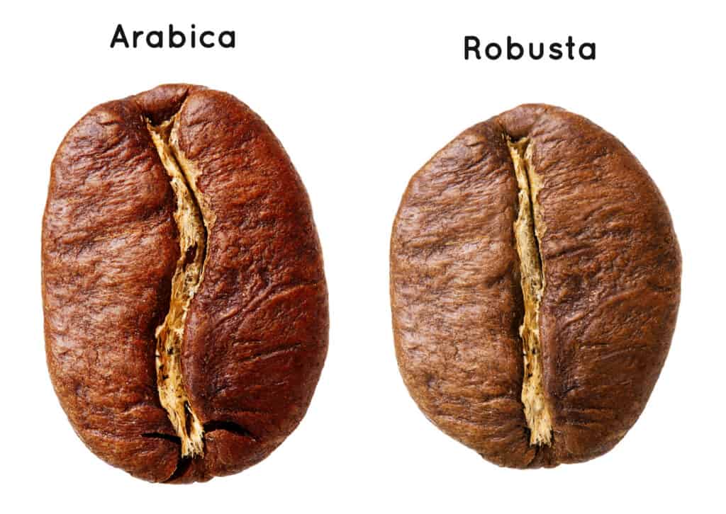 visual comparison of arabica vs robusta coffee beans