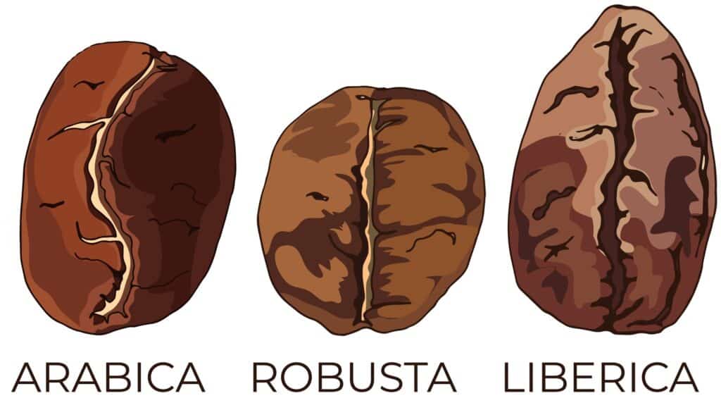 types of coffee beans to eat illustrated
